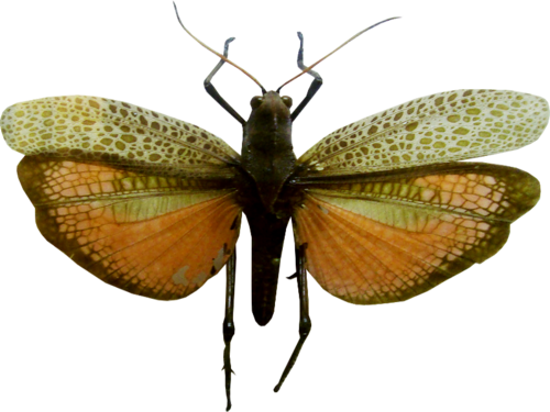 őszi állatok_115.png